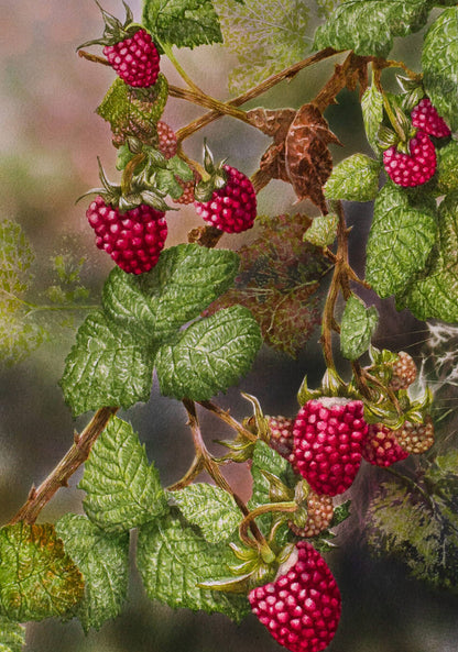 Raspberries